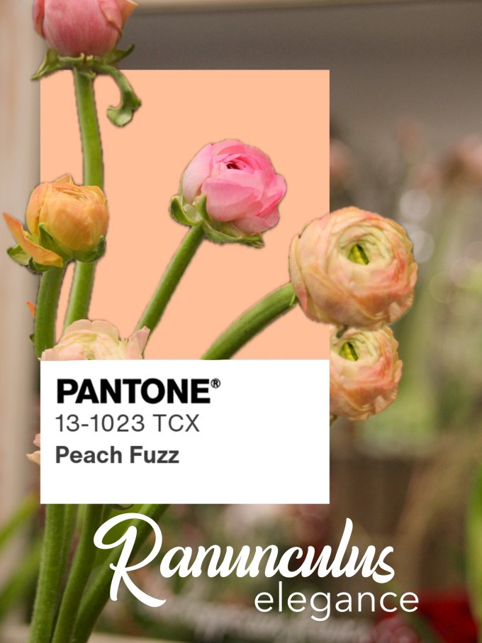 Fleurs de janvier photo 10